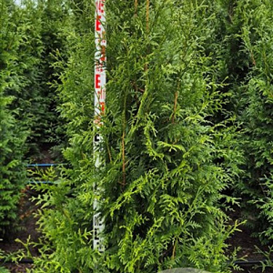 Thuja pl. 'Excelsa' 150-175 cm met kluit