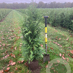 Thuja pl. 'Excelsa' 150-175 cm met kluit