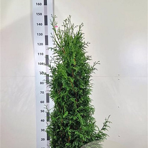Thuja pl. 'Martin' 100-120 cm met kluit