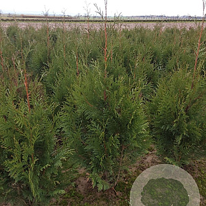 Thuja pl. 'Martin' 100-120 cm met kluit