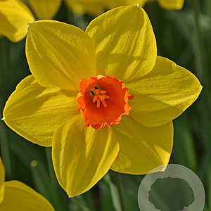 Narcissus Brackenhurst 12-14 cm verpakt per 10