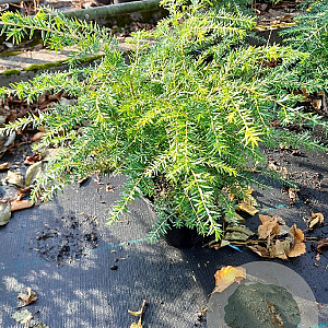 Tsuga canadensis 25-30 cm 2,0L