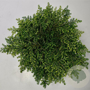 Tsuga canadensis 50-60 cm 7,5L