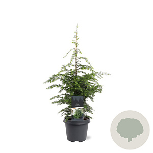 Tsuga canadensis 60-80 cm 5,0L