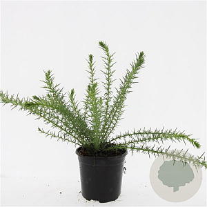 Ulex europaeus GM C1.3