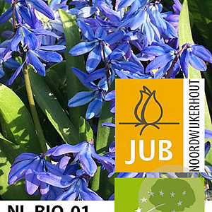 Scilla siberica verpakt per 100