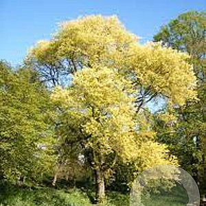 Ulmus pumila 700-800 cm draadkluit meerstammig