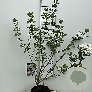 Viburnum burkwoodii 60-80 cm 5,0L