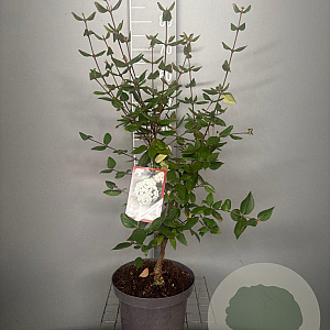 Viburnum burkwoodii 60-80 cm 7,5L