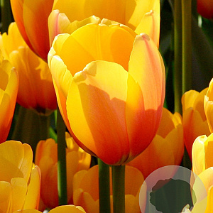 Tulipa 'Apeldoorn Elite' 11-12 cm verpakt per 100