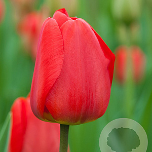 Tulipa 'Apeldoorn' 11-12 cm verpakt per 100