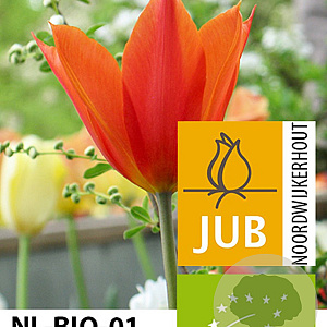 Tulipa 'Ballerina' 11-12 cm verpakt per 100