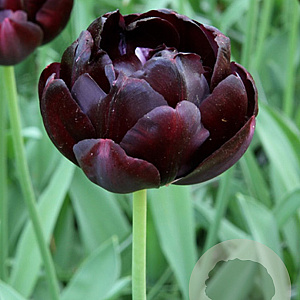 Tulipa 'Black Hero' 11-12 cm verpakt per 100