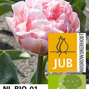 Tulipa 'Dreamer' 11-12 cm verpakt per 100