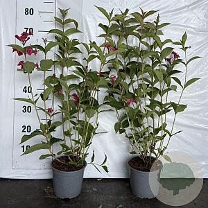 Weigela 'Bristol Ruby' 60-80 cm 2,0L