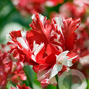 Tulipa Estella Rijnveld 12 cm verpakt per 100