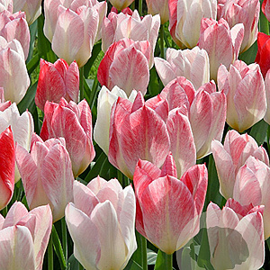 Tulipa 'Flaming Purissima' 11-12 cm verpakt per 100