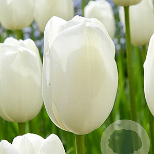 Tulipa 'Maureen' 11-12 cm verpakt per 100