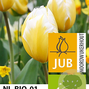 Tulipa 'Sweetheart' 11-12 cm verpakt per 100