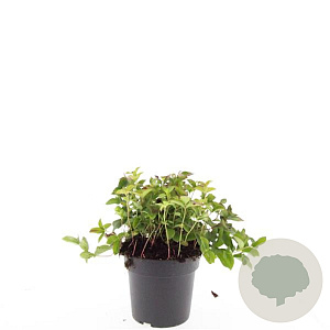 Cornus canadensis GM 2,0L