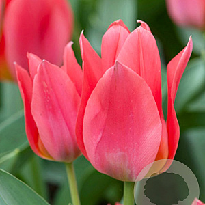 Tulipa 'Toronto' 11-12 cm verpakt per 100