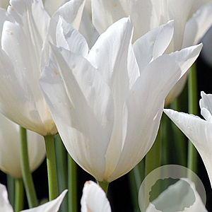 Tulipa 'White Triumphator' 11-12 cm verpakt per 100