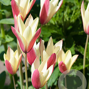 Tulipa clusiana 'Cynthia' verpakt per 100