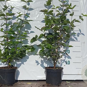 Cornus mas 30-50 cm 2,0L