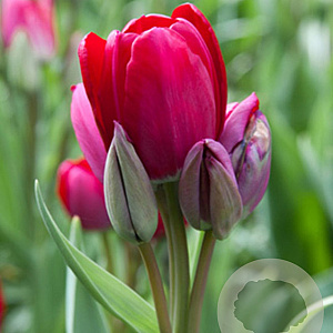 Tulipa Fiery Club 12 cm verpakt per 100