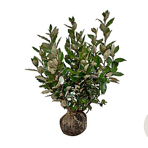Elaeagnus ebb. 'Compacta' 60-80 cm met kluit