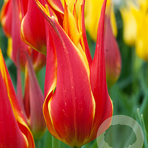 Tulipa Fly Away 11-12 cm verpakt per 100