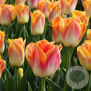 Tulipa Salmon Dynasty 12 cm verpakt per 100
