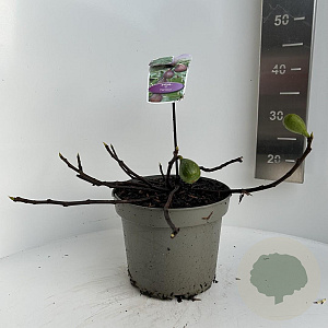 Ficus car. 'Gustissimo Perretta' 30-40 cm 5,0L