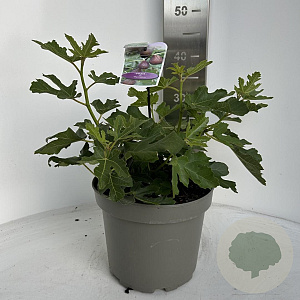 Ficus car. 'Gustissimo Perretta' 30-40 cm 5,0L