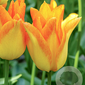 Tulipa Moon Blush 11-12 cm verpakt per 100