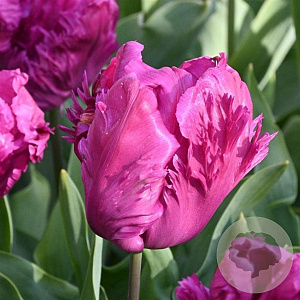 Tulipa (par) 'Paradise Prince' 11-12 cm verpakt per 100