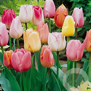Tulipa Pastel Mix 11-12 cm verpakt per 100