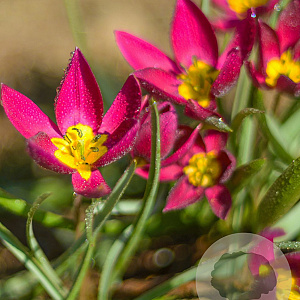 Tulipa pulchella 'Violacea geel hart' 5-6 cm verpakt per 100