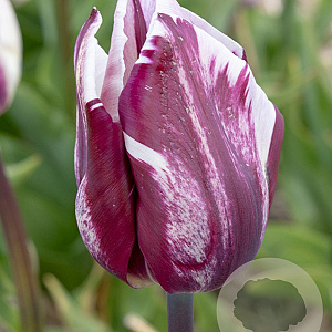 Tulipa Rems Favourite 12 cm verpakt per 100