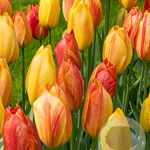 Tulipa Rhapsody of Smiles 11-12 cm verpakt per 100