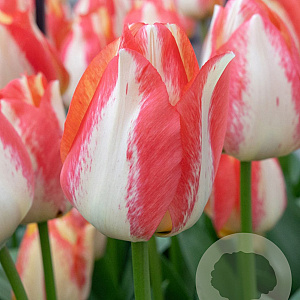 Tulipa Spryng Sunrise 12 cm verpakt per 100