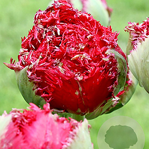 Tulipa Qatar 11-12 cm verpakt per 100