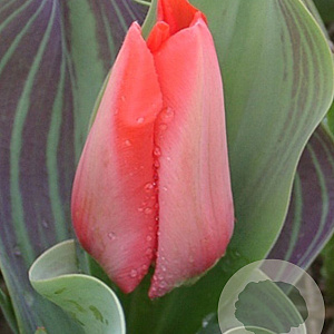 Tulipa Trauttmansdorff 11-12 cm verpakt per 100