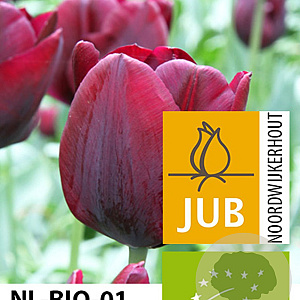 Tulipa Ronaldo 11-12 cm verpakt per 100