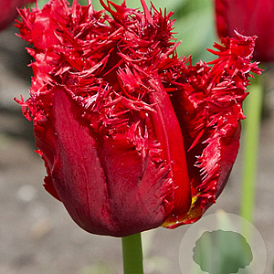 Tulipa Versaci 11-12 cm verpakt per 100