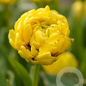 Tulipa Yellow Pomponette 11-12 cm verpakt per 100