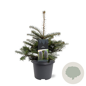 Abies koreana 30-40 cm 5,0L