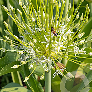 Allium 'Artic Snow' 12-14 cm verpakt per 25