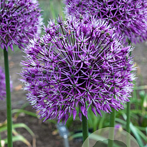 Allium 'Early Emperor' 14 CM verpakt per 25