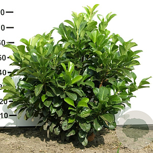 Prunus l. Etna 60-80 cm met kluit